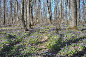 spring forest with blooming flowers