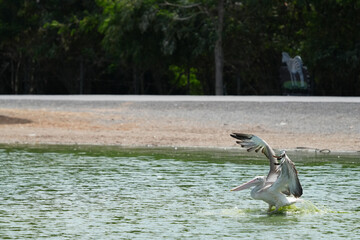 Pelican bird in the wild at the Bangkok Open Zoo, Thailand.