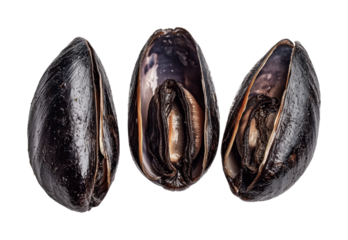Freshly harvested black mussels ready for culinary preparation and gourmet cooking ideas inspired by seafood cuisine traditions, cut out