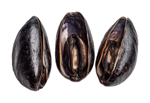 Freshly harvested black mussels ready for culinary preparation and gourmet cooking ideas inspired by seafood cuisine traditions, cut out