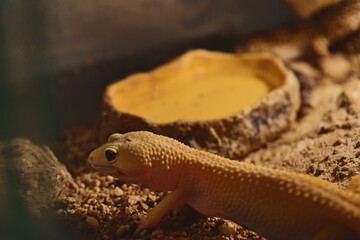 Leopard Gecko in Terrarium Near Water Dish