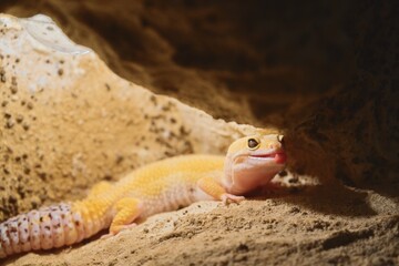 Albino Leopard Gecko Licking Its Lips