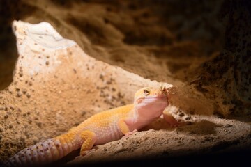 Leopard Gecko Resting in Rocky Terrarium