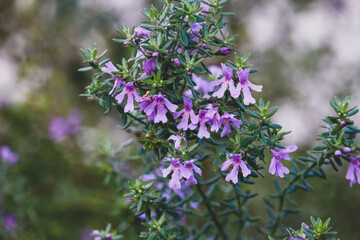 delicate beauty of purple flowers, wild lupines, with lush green foliage
