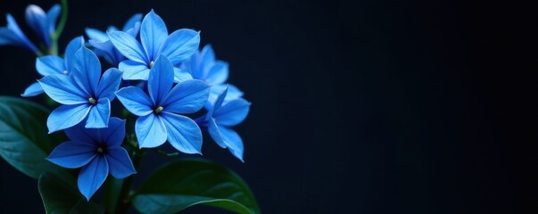 Vivid blue flowers, lush bouquet, dramatic black backdrop, royal blue, blue, flower arrangement
