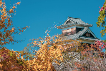 Obraz premium Kumamoto castle with yellow leaves in autumn season.
