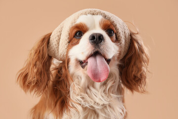 Cute cavalier King Charles spaniel in headband on beige background