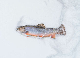 Ice fishing beautiful trout catch, equipment bait live worms, winter activity, background image, selective focus.