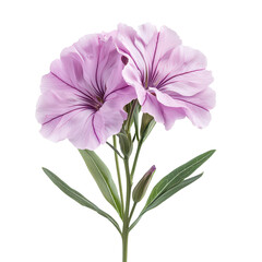 Sweet William Isolated on Transparent Background, PNG