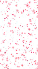 spring sakura flowers blossomspattern on transparent background, png Japanese cherry blossom and petals isolated vertical social media design element	
