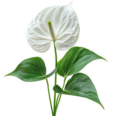 Anthurium Isolated on Transparent Background, PNG