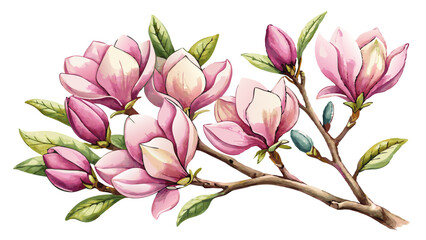 Fototapeta premium Magnolia Flower Branch Watercolor Illustration on White or Transparent Background. Perfect for: Spring Festivals, Weddings, Chinese New Year