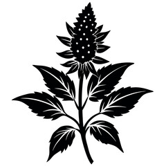 a-black-silhouette-amaranth-flower--minimalistic