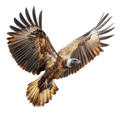 Obraz premium Bold Vulture Circling Isolated on Transparent Background, PNG