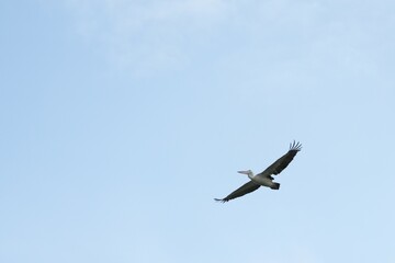 Pelican bird in the wild at the Bangkok Open Zoo, Thailand.