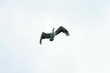 Pelican bird in the wild at the Bangkok Open Zoo, Thailand.