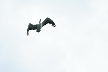 Pelican bird in the wild at the Bangkok Open Zoo, Thailand.