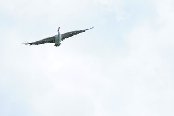 Pelican bird in the wild at the Bangkok Open Zoo, Thailand.