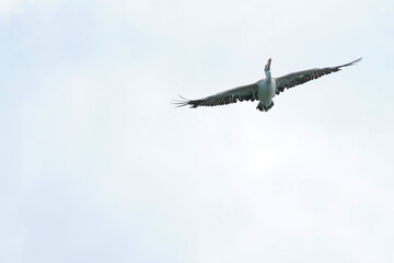 Pelican bird in the wild at the Bangkok Open Zoo, Thailand.