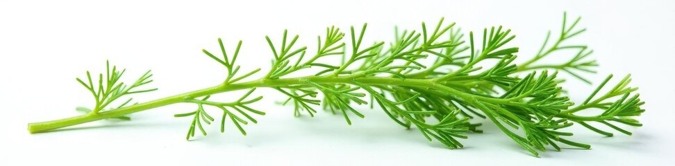 Fototapeta premium Delicate dill sprig, vibrant green, isolated on white , garden, detail, plant
