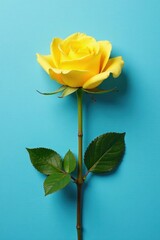Single yellow rose against blue, pristine white page, macro photography, single flower, calm