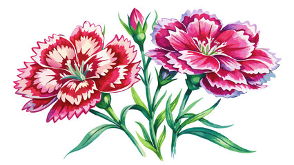 Obraz premium Dianthus Flowers Watercolor Illustration on White or Transparent Background. Perfect for: Weddings, Anniversaries, Spring Festivals
