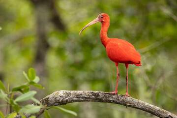 Scarlet Ibis perched on a branch in the mangrove