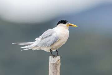 Cabot's tern perched on a stick