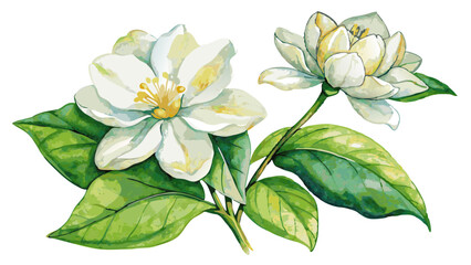 Fototapeta premium Jasmine Flowers Watercolor Illustration on White or Transparent Background. Perfect for: Spring Festivals, Weddings, Aromatherapy Themes
