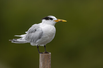Cabot's tern perched on a stick