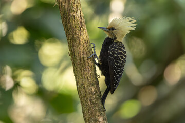 Blond-crested woodpecker perched on a branch