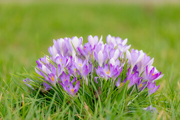 Selective focus of purple flower with green leaves, Crocus is a genus of flowering plants in the...