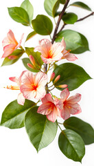 Obraz premium Bougainvilleas branch isolated on white background. Clipping path. Paper flower, vintage. with white shades