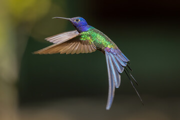 Violet-capped woodnymph in flight exposing iridicent colors