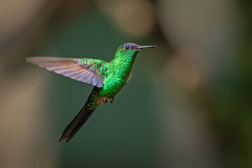 Violet-capped woodnymph in flight exposing iridicent colors