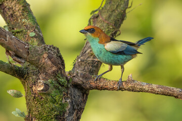 Black-backed tanager perched on a branch