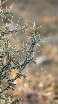 Echinops Echinatus A Thorny Plant - 4k Vertical Video