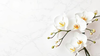 Elegant White Phalaenopsis Orchids on Marble Background