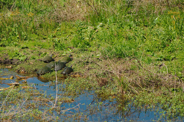Multiple turtles with a Greenish tint algae  on top of shell. Sunning on the edge of calm murky water with sea weeds and grass. Wide view room for copy. 
