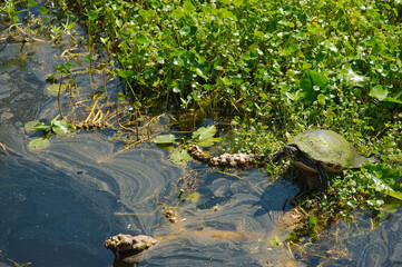 Isolated turtle with a Greenish tint algae  on top of shell. Sunning on the edge of calm murky water with sea weeds and grass. Wide view room for copy. 
