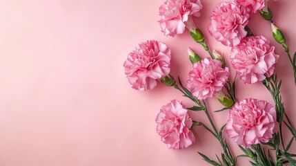 Naklejka premium Pink Carnation Flowers on a Soft Pastel Background for Spring or Easter