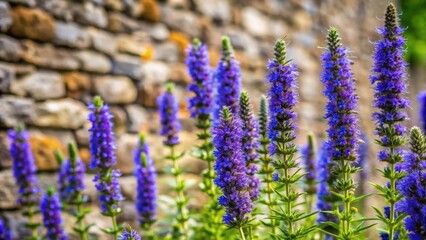 Naklejka premium Hyssop flowers in a garden with a rustic stone background , countryside, floral, countryside, floral, nature