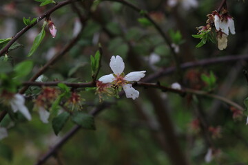 Pink and white flowers . Spring in the garden. Blooming fruit trees