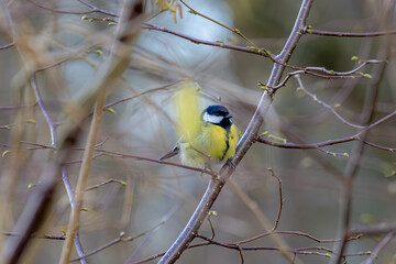 Selective focus of small bird Koolmees perching on tree in forest, The great tit (Parus major) is a passerine bird in the tit family Paridae, It is a widespread and common species throughout Europe.