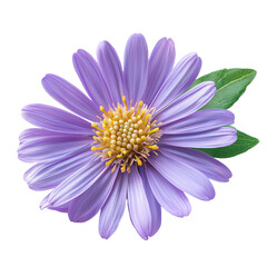 Aster Aura Isolated on Transparent Background, PNG