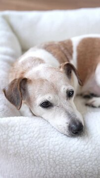 Senior dog Jack Russell terrier lying in white pet bed looks sleepily at the camera and slowly closes his eyes. Adorable vertical video footage resting time