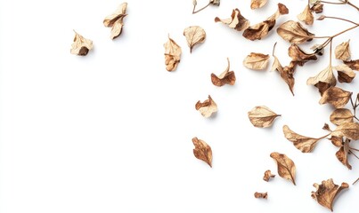 Obraz premium Dried leaves scattered on white background.
