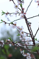 Obraz premium Pink and white flowers . Spring in the garden. Blooming fruit trees