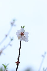 Pink and white flowers . Spring in the garden. Blooming fruit trees