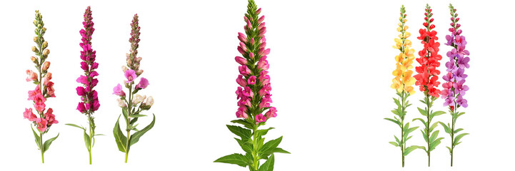 Set of Snapdragons Antirrhinum Tall spike, Snapdragons Antirrhinum flower, a group of flowers isolated on a transparent background